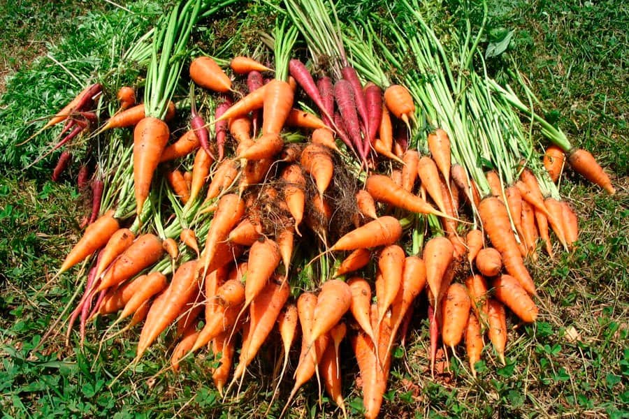 Дачный лайфхак — как удобрить морковь